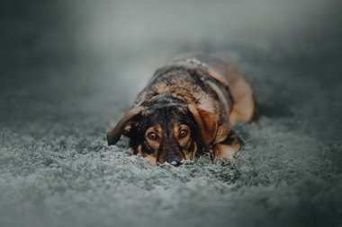 Karışık melez köpek, açık havada, buzlu çimenlerde uzanıyor.