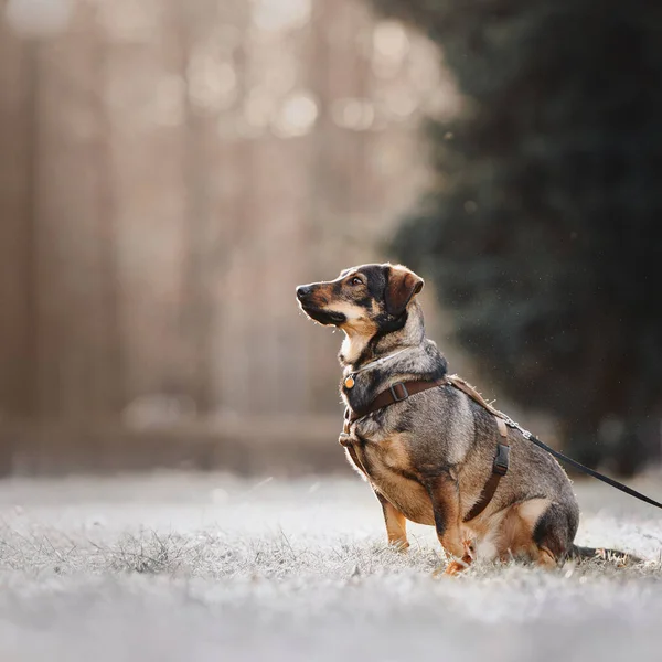 Cão de raça mista sentado ao ar livre em um arnês e id tag — Fotografia de Stock