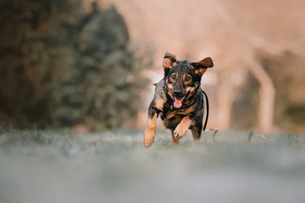 春に屋外で走る幸せな混合品種の犬 — ストック写真