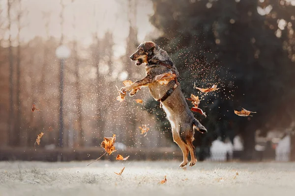 Счастливая собака смешанной породы, прыгающая с опавшими осенними листьями — стоковое фото