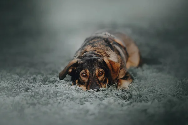 Собака смешанной породы лежит на улице на морозной траве — стоковое фото