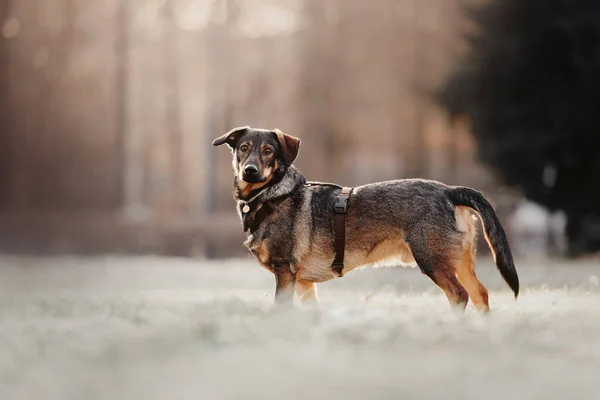 Bellissimo cane di razza mista in piedi all'aperto in imbracatura — Foto Stock