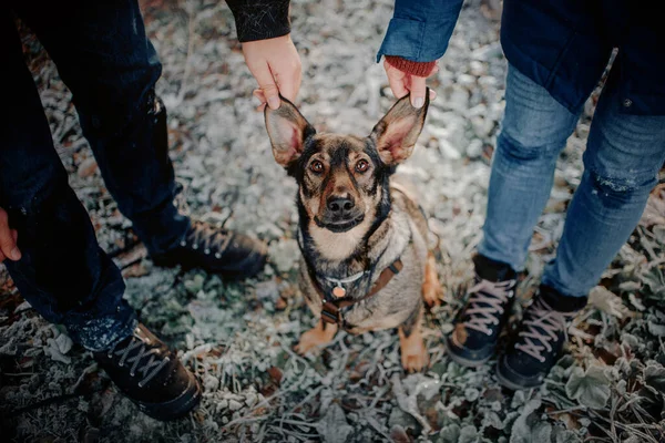 Смешной портрет собаки смешанной породы на открытом воздухе с владельцами — стоковое фото