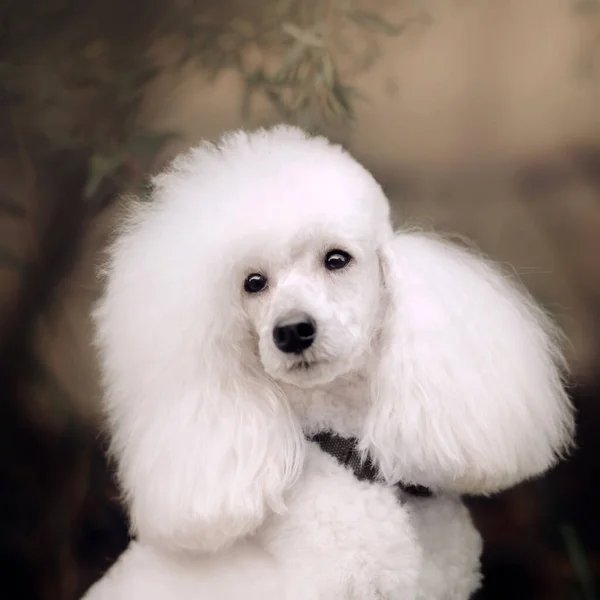 Vacker vit preparerad pudel hund porträtt utomhus — Stockfoto