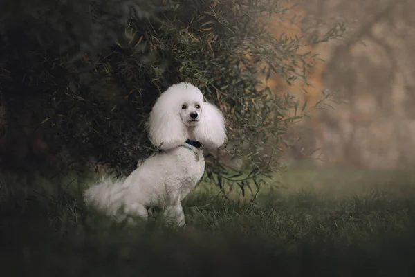 Weißer Pudelhund sitzt im Sommer im Freien — Stockfoto