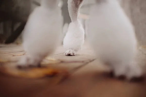Белые пудельные собачьи лапки закрываются на деревянном полу — стоковое фото