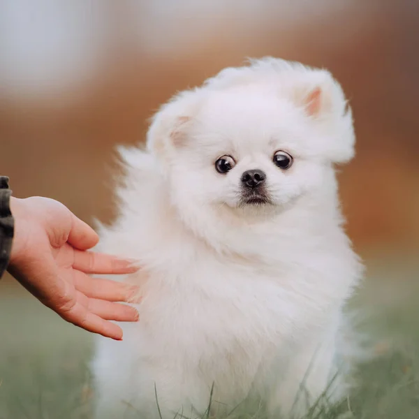 Rolig pommerska spitz hund porträtt på sommaren — Stockfoto