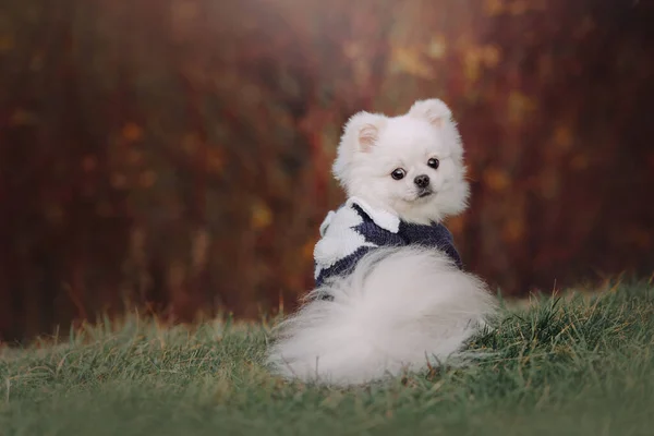 Biały pomeranian spitz pies siedzi na zewnątrz w swetrze — Zdjęcie stockowe