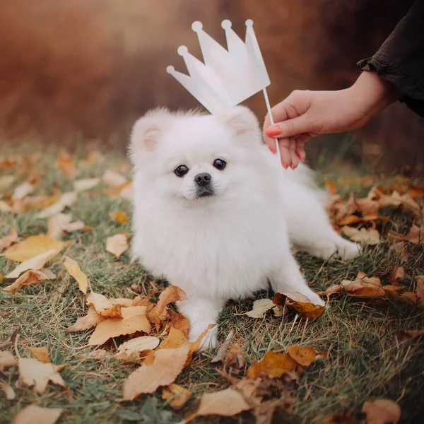 Смешной померанский портрет собаки-шпица с короной на открытом воздухе — стоковое фото