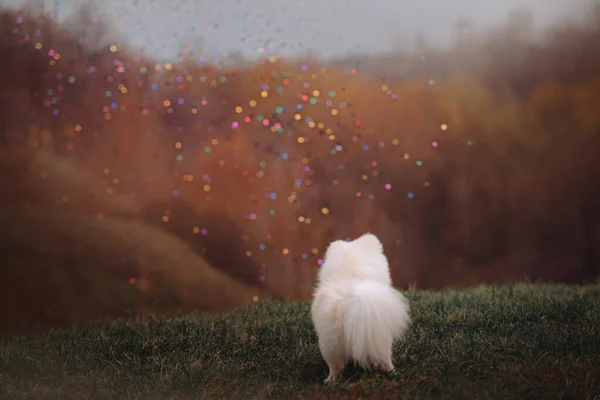 Weißer flauschiger Hund beobachtet Konfetti im Freien, Rückansicht — Stockfoto