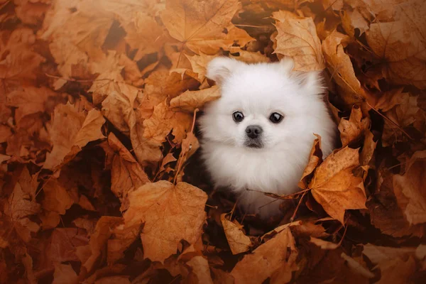 Белая померанская собака, скрывающаяся в опавших листьях — стоковое фото