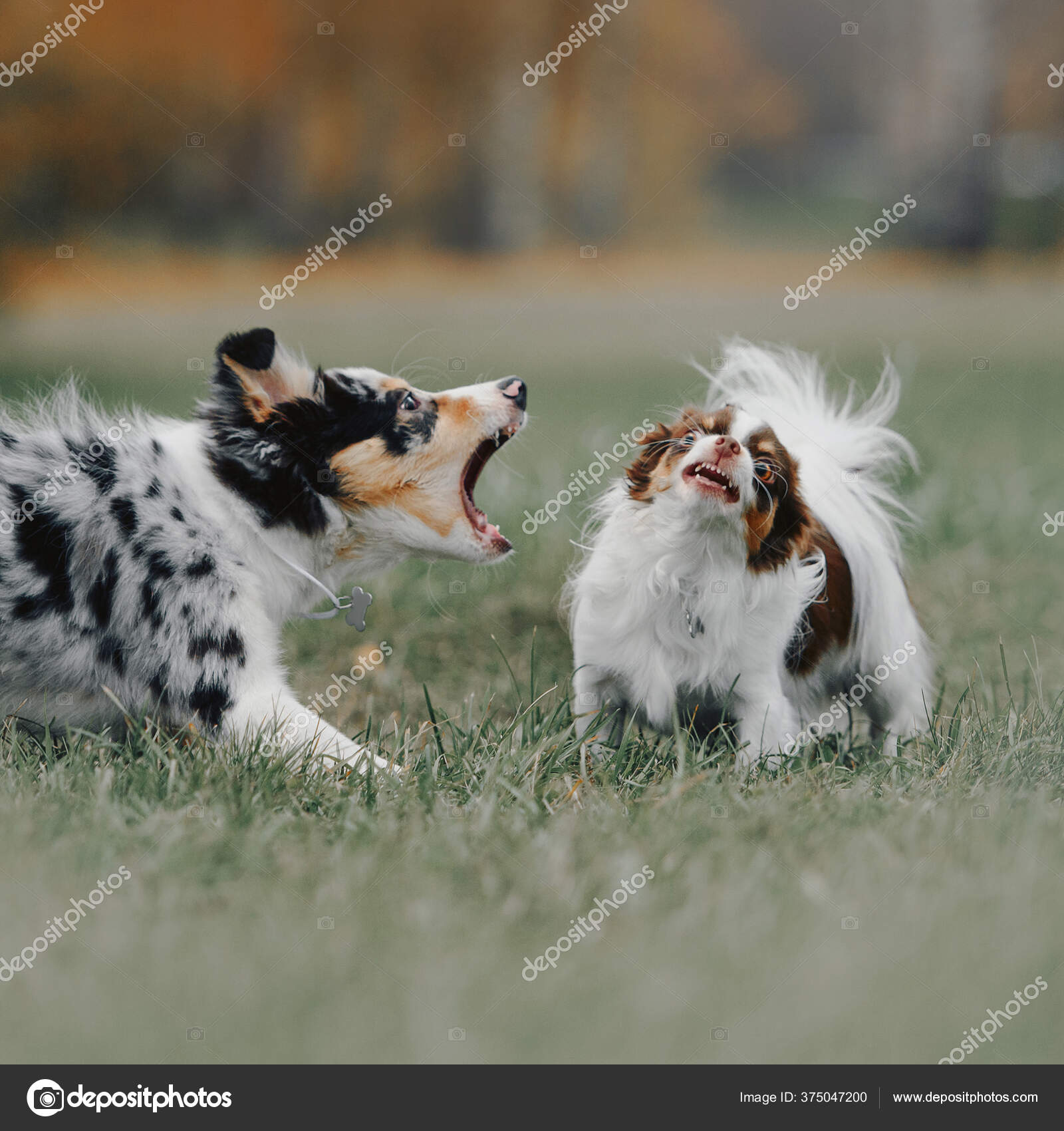 Border collie puppy and chihuahua dog barking at each other outdoors