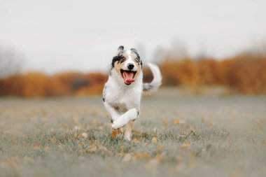 Mutlu sınır köpekleri dışarıda koşuyor.