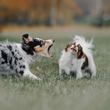 Sınır çoban köpeği ve chihuahua köpeği açık havada birbirlerine havlıyorlar.