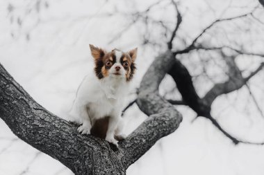 Açık havada ağaçta poz veren küçük bir chihuahua köpeği.