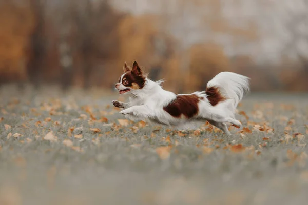 Heureux chihuahua chien courir à l'extérieur en automne — Photo