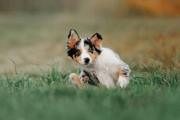 Adorável borda collie filhote de cachorro com diferentes olhos coloridos posando ao ar livre — Fotografia de Stock