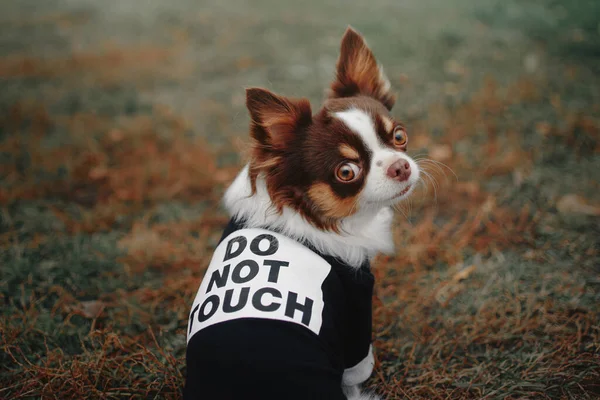 Chihuahua kutya portré szabadban egy vicces kabát — Stock Fotó