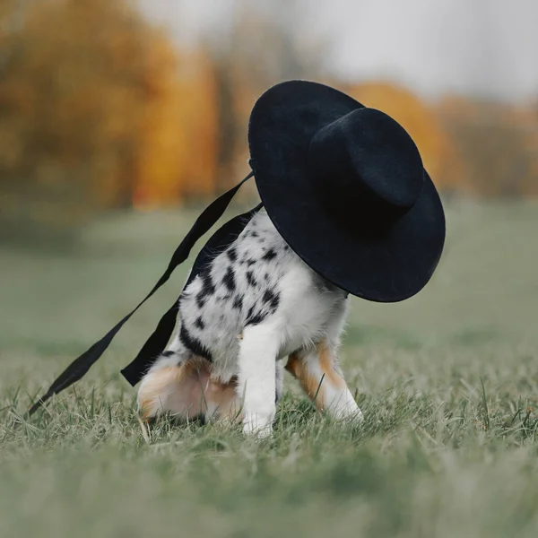 Смешной щенок сидит на улице в большой черной шляпе — стоковое фото