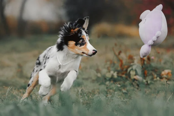 かわいいですボーダーコリー子犬遊びますとともにおもちゃ屋外 — ストック写真