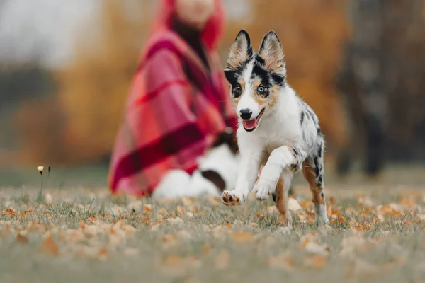 Feliz pequeño frontera collie cachorro corriendo al aire libre —  Fotos de Stock