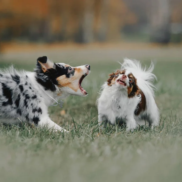 Frontera collie cachorro y chihuahua perro ladrando el uno al otro al aire libre —  Fotos de Stock