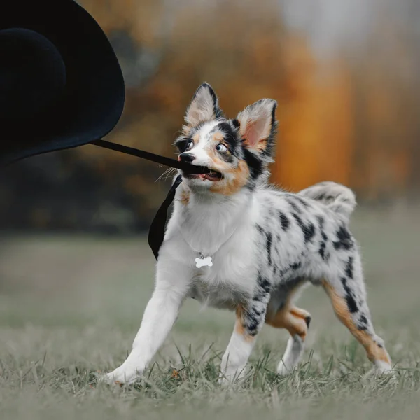 Border collie kiskutya játszik egy fekete kalap szabadban — Stock Fotó