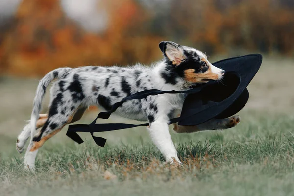 Grappige rand collie puppy rennen buiten met een hoed in de mond — Stockfoto