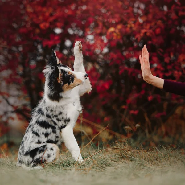 Happy border collie puppy gives paw to owner outdoors — Stock Photo, Image