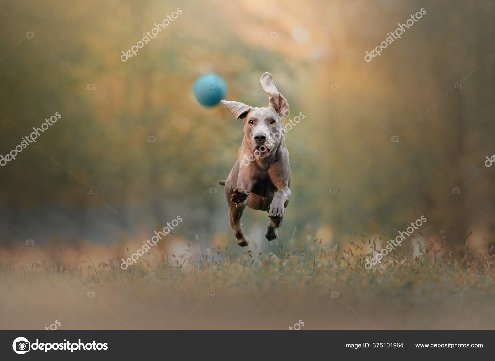 Happy weimaraner dog running after a ball outdoors — Stock Photo