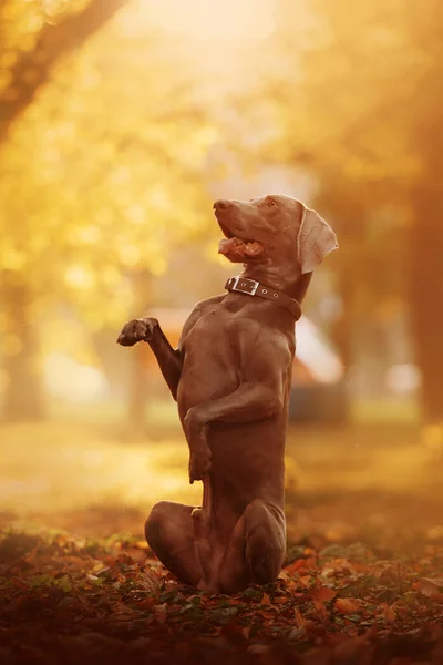 Weimaraner собака попрошайничает на открытом воздухе осенью — стоковое фото