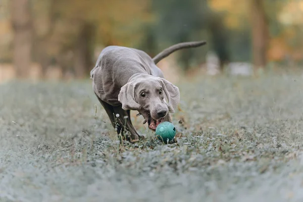 Grappige weimaraner hond vangt een speelgoed bal buiten — Stockfoto