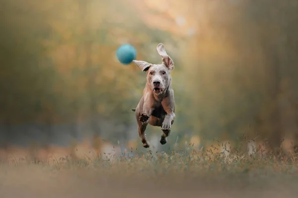 Feliz perro weimaraner corriendo después de una pelota al aire libre — Foto de Stock