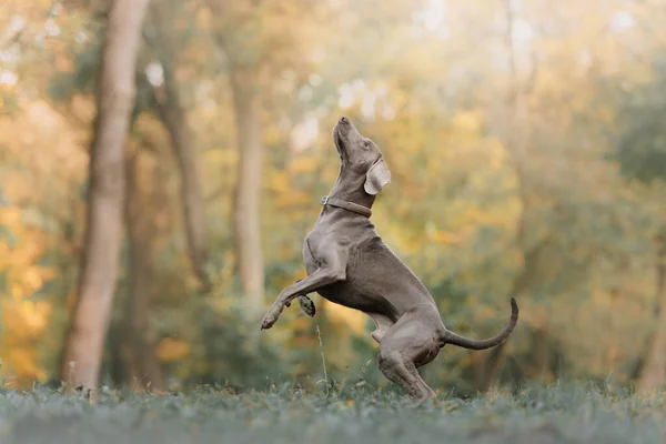 밖으로 뛰어오르는 칼라를 입고 있는 위머 랜서 개 — 스톡 사진