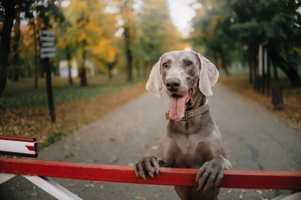 Weimaraner собака позирует на открытом воздухе в парке — стоковое фото