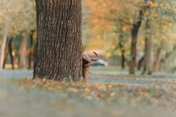Grey dog pees on a tree in the park — Stock Photo, Image