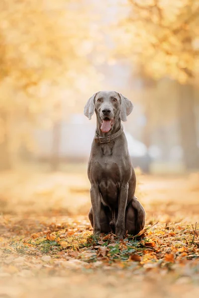 Happy weimaraner dog sitting outdoors in autumn — Stock Photo, Image