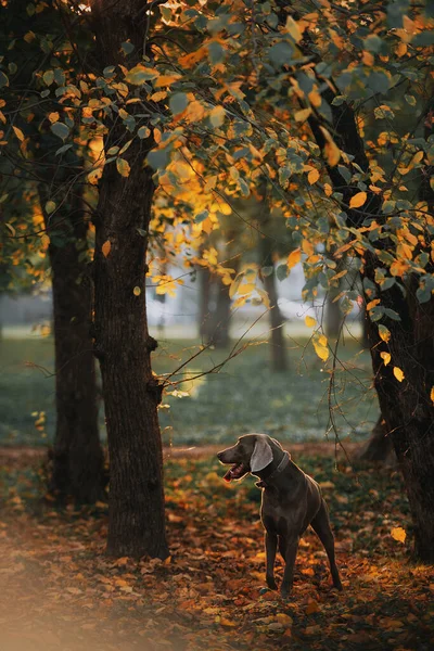 Weimaraner cane in posa nel parco in autunno — Foto Stock