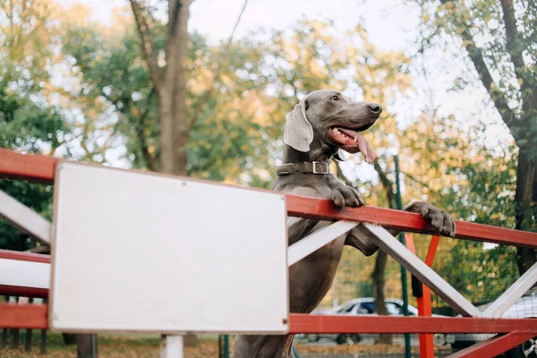 Weimaraner dog posing by the fence with a sign — Stock Photo, Image