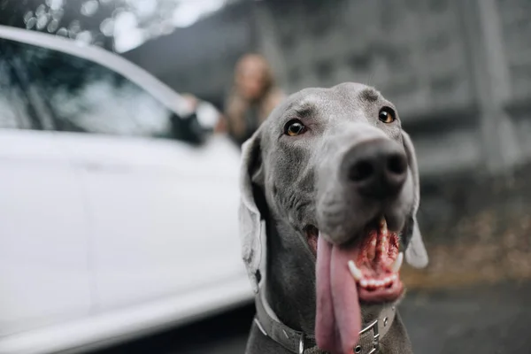 Weimaraner Hundeporträt im Freien im Halsband — Stockfoto