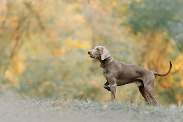 Weimaraner σκυλί σε ένα κολάρο στέκεται σε εξωτερικούς χώρους το φθινόπωρο — Φωτογραφία Αρχείου