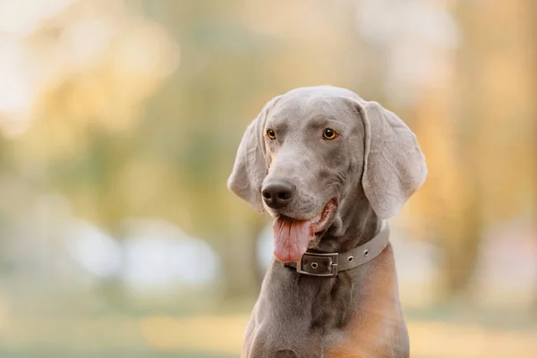 Retrato de perro weimaraner en un collar al aire libre en primavera —  Fotos de Stock