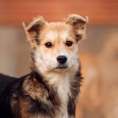 Genç melez köpek portresi. Yaklaş.