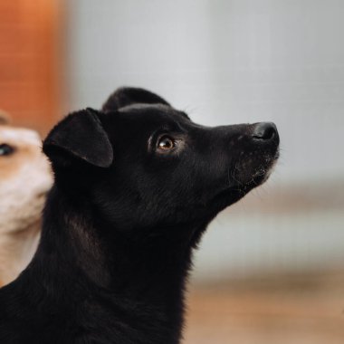 siyah melez köpek portresi, yukarı bakıyor.