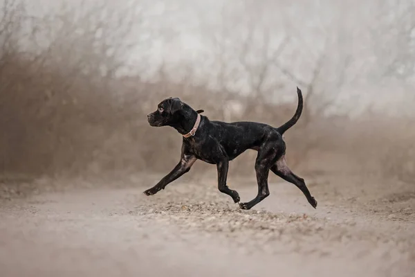 Joven Bastón Corso Perro Caminando Aire Libre Collar —  Fotos de Stock