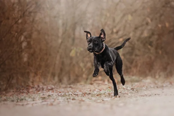 Bastón corso perro corriendo al aire libre —  Fotos de Stock