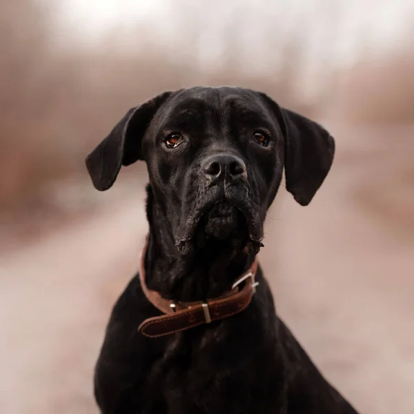 Negro bastón corso perro retrato al aire libre en un collar —  Fotos de Stock