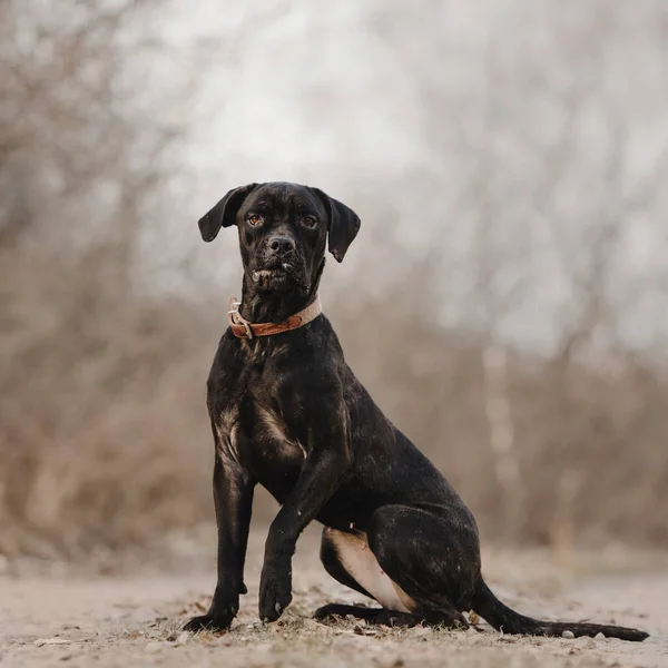 Riet Corso Hond Een Kraag Zitten Buiten Herfst — Stockfoto