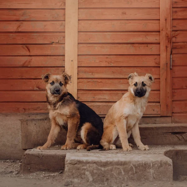 Deux Chiots Race Mixte Assis Dans Abri — Photo