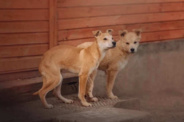 Due Cuccioli Razza Mista Rossa Posa Insieme All Aperto — Foto Stock